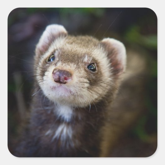 Ferret Quadratischer Aufkleber (Vorderseite)