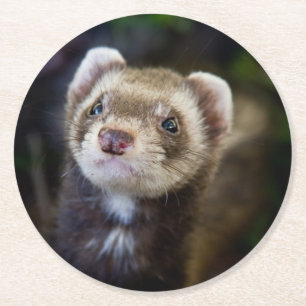 Ferret Runder Pappuntersetzer