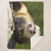 FERRET SHERPADECKE (Vorderseite)