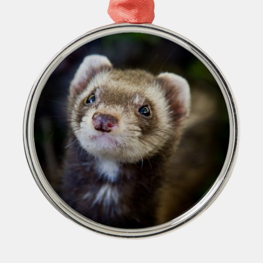 Ferret Silbernes Ornament (Vorne)