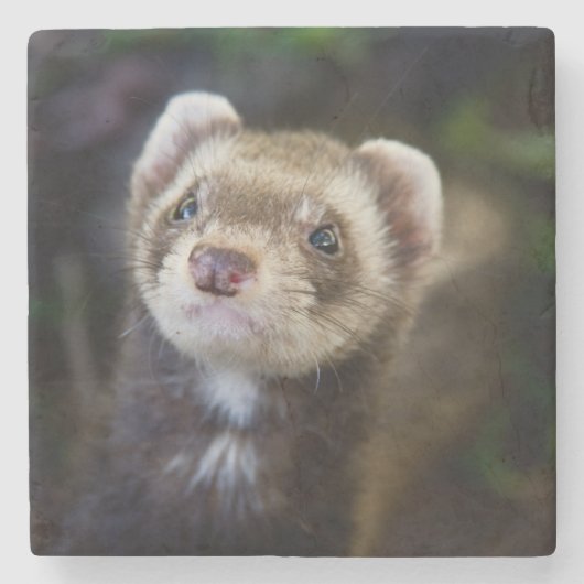 Ferret Steinuntersetzer (Vorderseite)