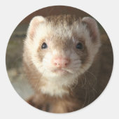 Ferret Sticker nah-up (Vorderseite)
