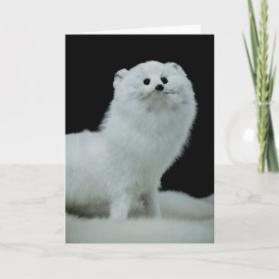 Ferret Taxidermy Mount Fine Art Fotograf Karte