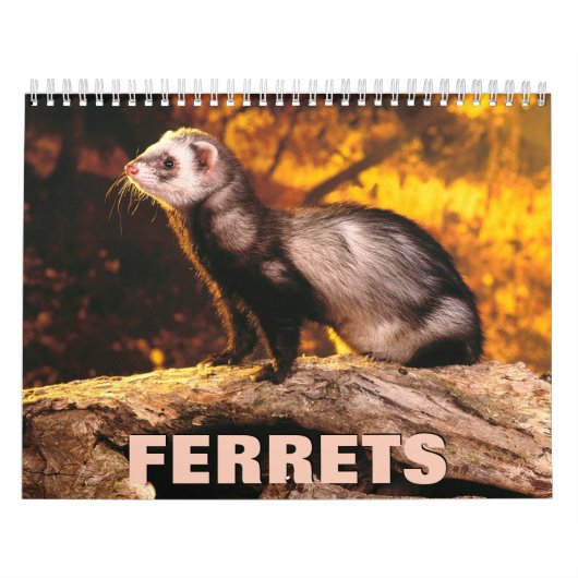 Ferrets Wall Calendar Kalender (Titelbild)