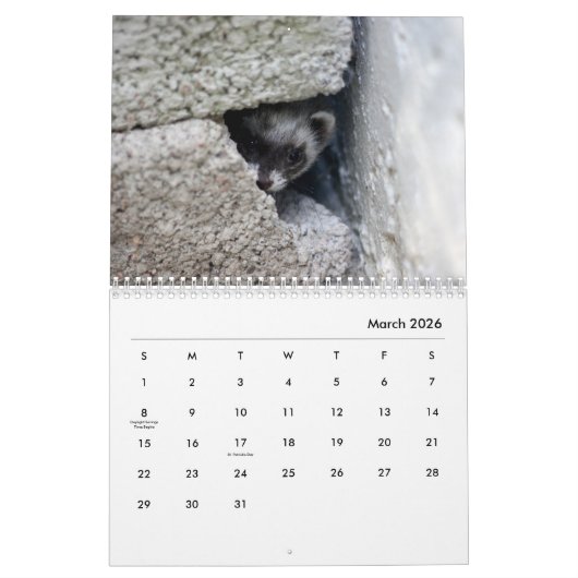 Ferrets Wall Calendar Kalender (Mär 2026)