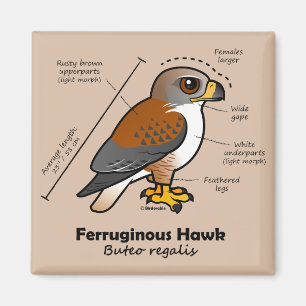 Ferruginous-Hawk-Statistik Magnet