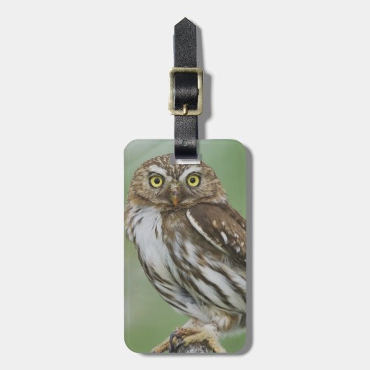 Ferruginous Pygmy-Owl, Glaucidium brasilianum, 3 Gepäckanhänger (Vorderseite vertikal)