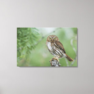 Ferruginous Pygmy-Owl, Glaucidium brasilianum, 3 Leinwanddruck