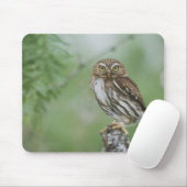 Ferruginous Pygmy-Owl, Glaucidium brasilianum, 3 Mousepad (Mit Mouse)