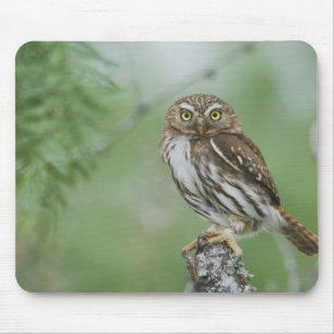 Ferruginous Pygmy-Owl, Glaucidium brasilianum, 3 Mousepad