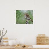 Ferruginous Pygmy-Owl, Glaucidium brasilianum, 3 Poster (Küche)