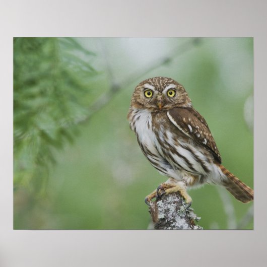 Ferruginous Pygmy-Owl, Glaucidium brasilianum, 3 Poster (Vorne)