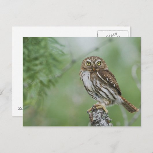 Ferruginous Pygmy-Owl, Glaucidium brasilianum, 3 Postkarte (Vorne/Hinten)