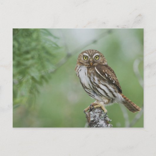 Ferruginous Pygmy-Owl, Glaucidium brasilianum, 3 Postkarte (Vorderseite)