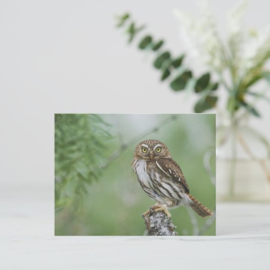Ferruginous Pygmy-Owl, Glaucidium brasilianum, 3 Postkarte (Stehend Vorderseite)
