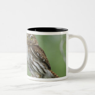 Ferruginous Pygmy-Owl, Glaucidium brasilianum, 3 Zweifarbige Tasse