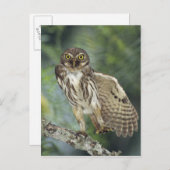 Ferruginous Pygmy-Owl, Glaucidium brasilianum, Postkarte (Vorne/Hinten)
