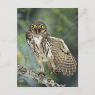 Ferruginous Pygmy-Owl, Glaucidium brasilianum, Postkarte