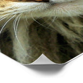 Ferry Tabby Cat mit grünem Auge Portrait Print Poster (Ecke)