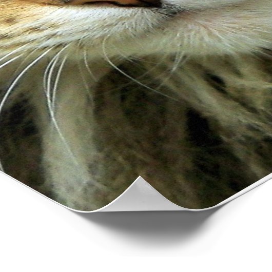 Ferry Tabby Cat mit grünem Auge Portrait Print Poster (Ecke)