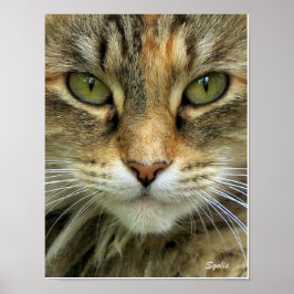 Ferry Tabby Cat mit grünem Auge Portrait Print Poster