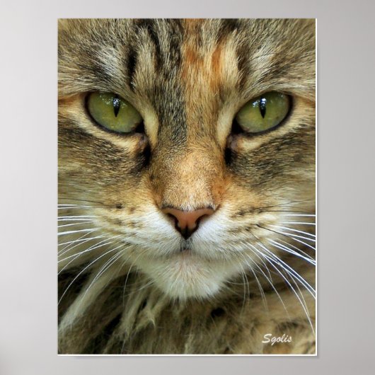 Ferry Tabby Cat mit grünem Auge Portrait Print Poster (Vorne)
