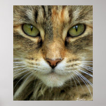 Ferry Tabby Cat mit grünem Auge Portrait Print