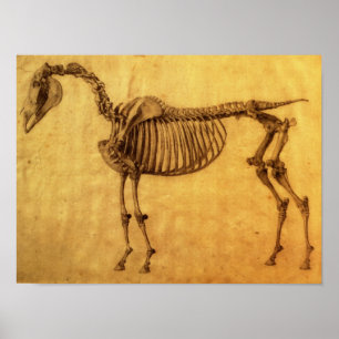 Fertige Studie für die erste skelettartige Tabell Poster