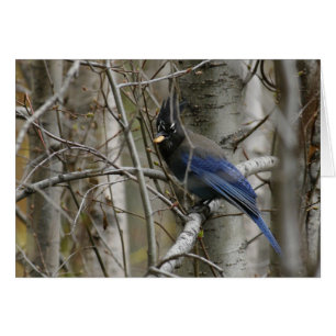 Fertigen Sie Stellers Jay-Karte besonders an