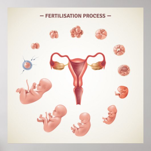 Fertilisation Poster (Vorne)