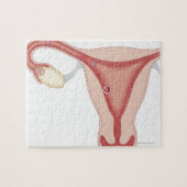 Fertilisiertes Ei zu Embryonen Puzzle (Horizontal)