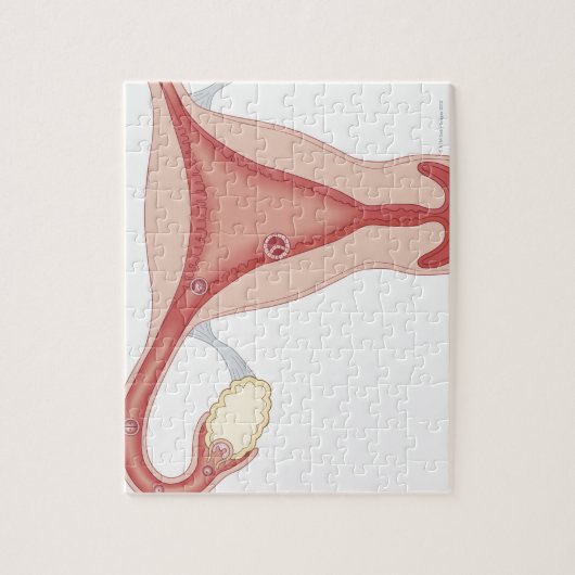 Fertilisiertes Ei zu Embryonen Puzzle (Vertikal)