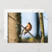 Fesseln Postkarte (Vorne/Hinten)