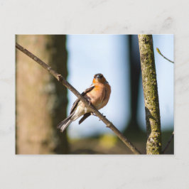 Fesseln Postkarte