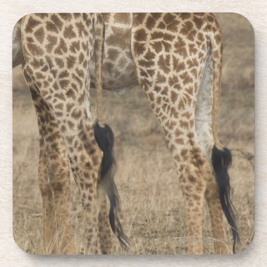 Feste Ernte von zwei Giraffen (Giraffa Untersetzer (Vorderseite)