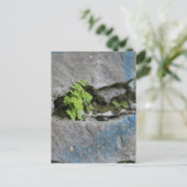 Festgestelltes Fern in Boulder Blue Graffiti Postk Postkarte (Stehend Vorderseite)