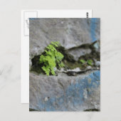 Festgestelltes Fern in Boulder Blue Graffiti Postk Postkarte (Vorne/Hinten)