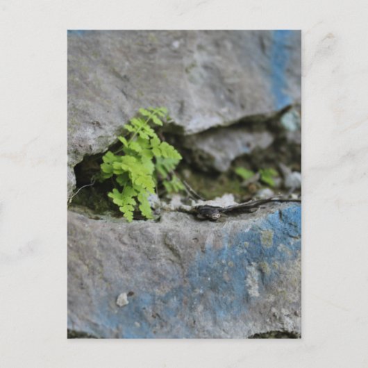 Festgestelltes Fern in Boulder Blue Graffiti Postk Postkarte (Vorderseite)