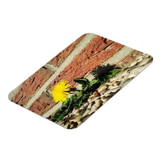 Festgestelltes Löwenmagnet Magnet (Linke Seite)