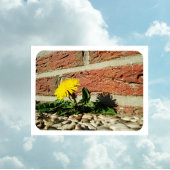 Festgestelltes Löwenmagnet Magnet