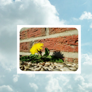 Festgestelltes Löwenmagnet Magnet