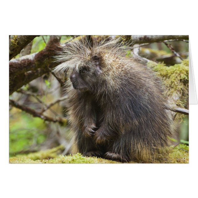 Festgestelltes Porcupine (Vorderseite (Horizontal))