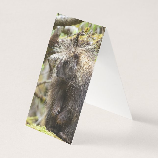 Festgestelltes Porcupine (Rückseite)