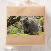 Festgestelltes Porcupine (Insitu)
