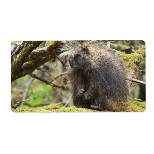 Festgestelltes Porcupine (Vorne)