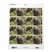 Festgestelltes Porcupine (Vorne)