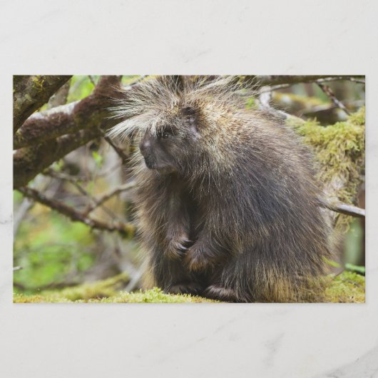 Festgestelltes Porcupine Briefpapier (Vorderseite)