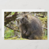 Festgestelltes Porcupine Briefpapier (Vorne/Hinten)