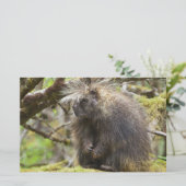 Festgestelltes Porcupine Briefpapier (Stehend Vorderseite)