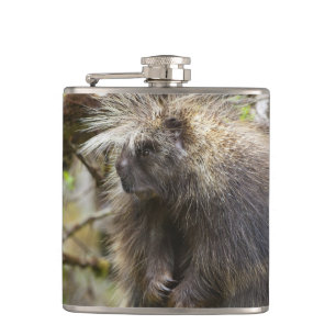 Festgestelltes Porcupine Flachmann